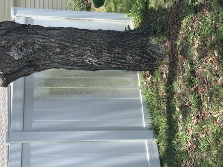 Green organic buildup on a vinyl privacy fence in Jacksonville Florida