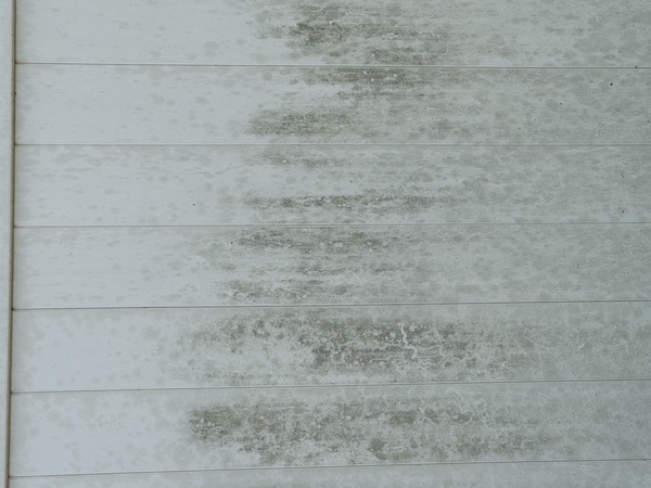 Organic buildup on exterior fencing in Northeast Florida